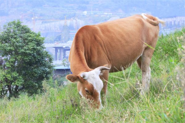 Biểu đồ tương thích cung hoàng đạo Sửu