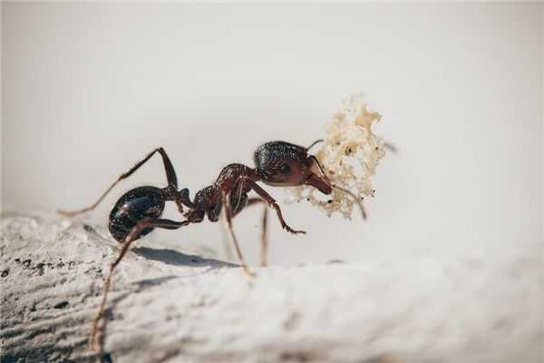 Nằm mơ thấy kiến ​​đang ngậm thứ gì đó trong miệng