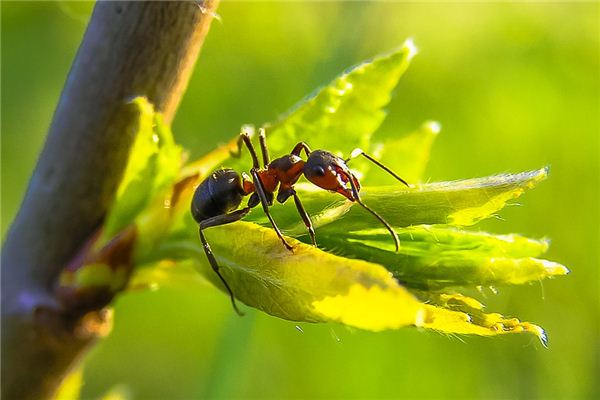 Nằm mơ thấy hai con kiến ​​đánh nhau