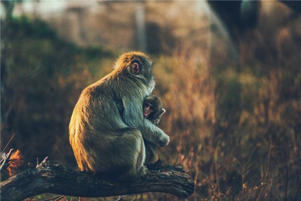 Tháng nào là tháng tốt nhất cho trẻ sinh năm Bính Thân?