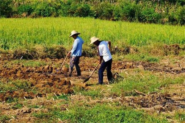 Nằm mơ thấy làm nông nghiệp