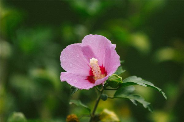 Màu “hoa đào” của chó