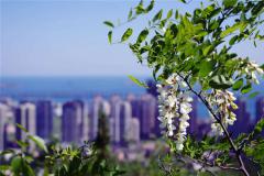 Sophora japonica