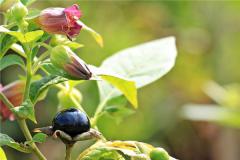 Nằm mơ thấy Belladonna