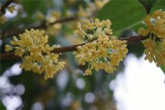 nguyệt quế Osmanthus