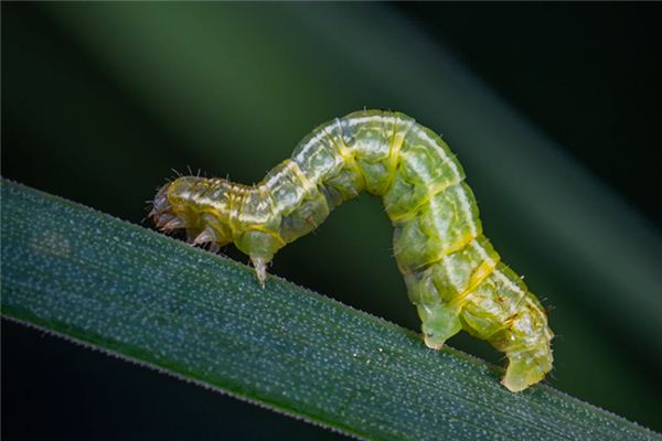 Nằm mơ thấy giòi có ý nghĩa gì?