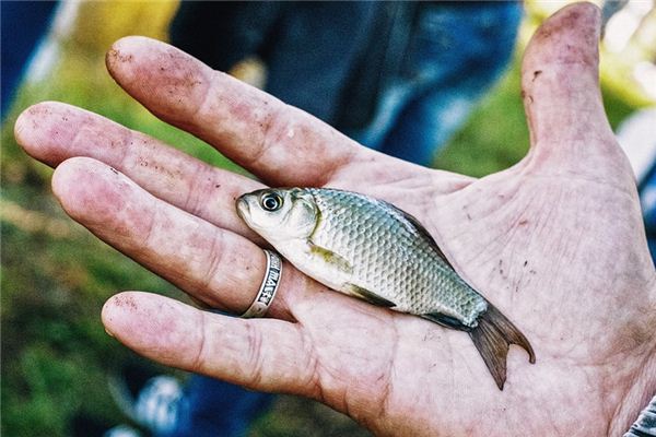 Nằm mơ thấy bắt cá có ý nghĩa gì?