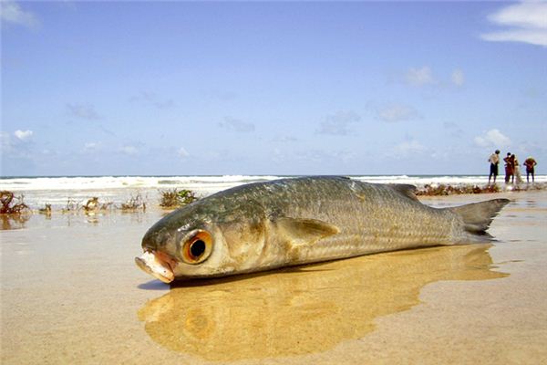 Nằm mơ thấy bắt cá có ý nghĩa gì?