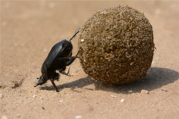 Nằm mơ thấy chim kêu có ý nghĩa gì?