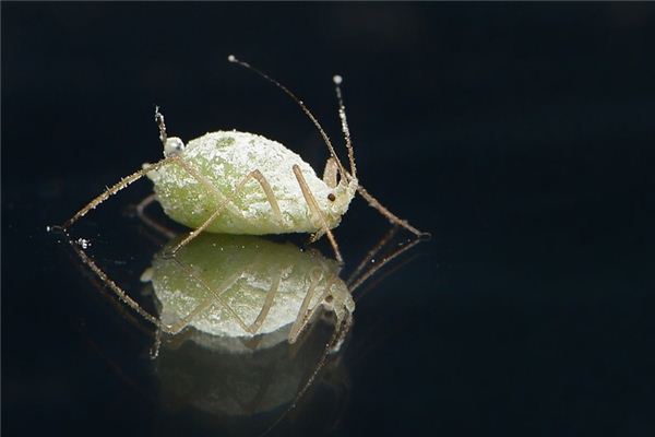 Nằm mơ thấy bọ chét có ý nghĩa gì