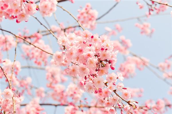 Nằm mơ thấy hoa dianthus có ý nghĩa gì?