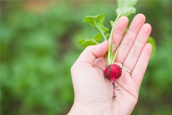 Nằm mơ thấy củ cải có ý nghĩa gì?