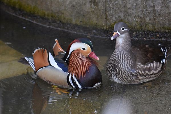 Nằm mơ thấy vịt quýt có ý nghĩa gì?