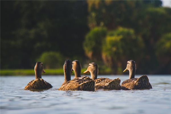 Nằm mơ thấy vịt có ý nghĩa gì