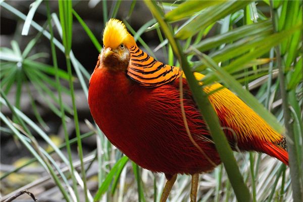 Nằm mơ thấy Garuda có ý nghĩa gì?