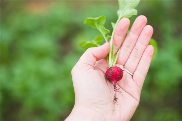 Nằm mơ thấy nhổ cà rốt có ý nghĩa gì?