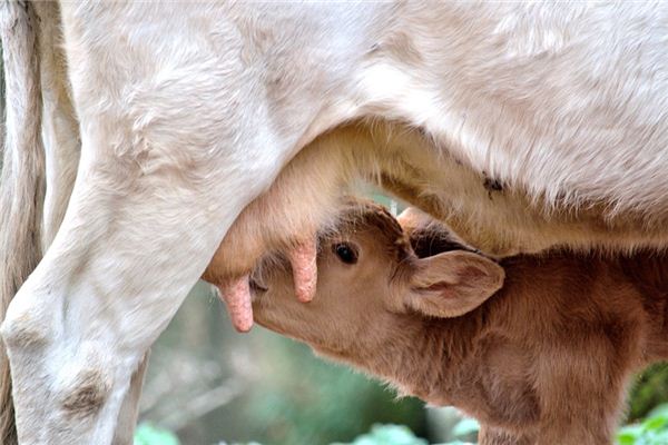 Nằm mơ thấy cho con bú có ý nghĩa gì?