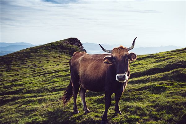 Nằm mơ thấy bò có ý nghĩa gì?