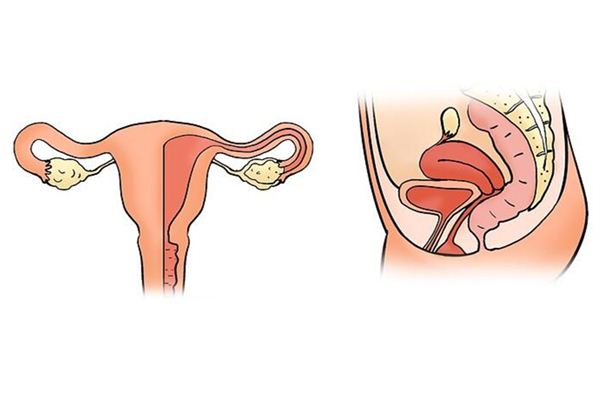 Nằm mơ thấy tử cung có ý nghĩa gì