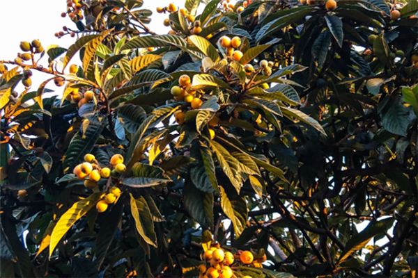 Nằm mơ thấy loquat có ý nghĩa gì?