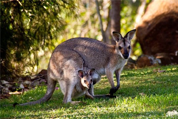 Nằm mơ thấy kangaroo có ý nghĩa gì?