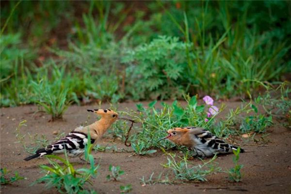 Nằm mơ thấy chim cu có ý nghĩa gì?