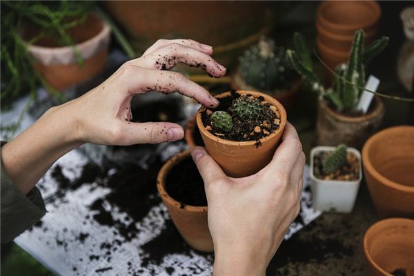 Nằm mơ thấy chậu hoa có ý nghĩa gì?