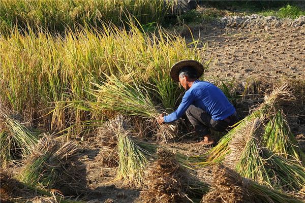 Nằm mơ thấy gặt lúa có ý nghĩa gì?