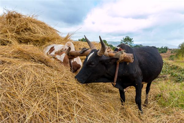 Nằm mơ thấy ách có ý nghĩa gì