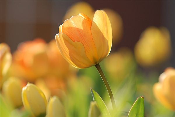 Nằm mơ thấy hoa tulip có ý nghĩa gì?