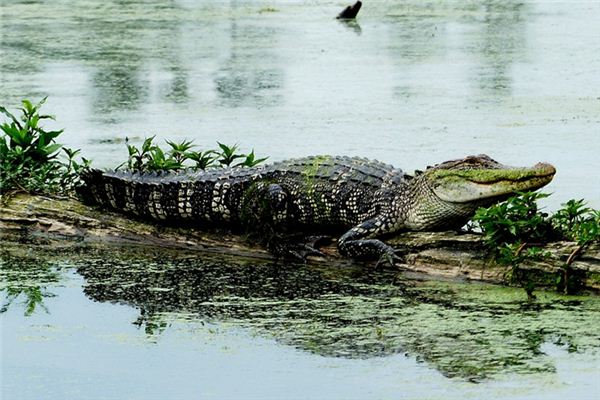 Nằm mơ thấy cá sấu có ý nghĩa gì