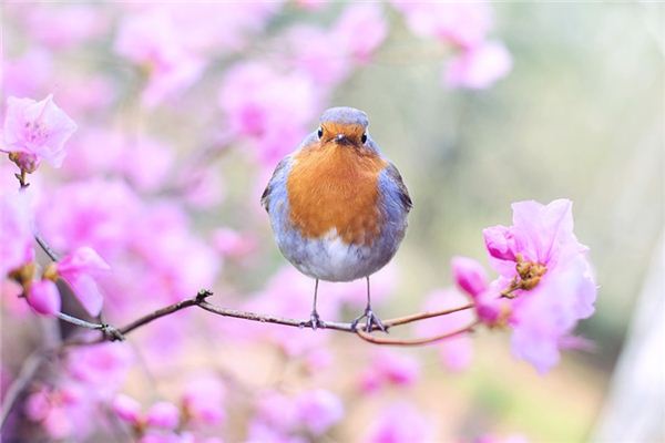 Nằm mơ thấy chim hót có ý nghĩa gì