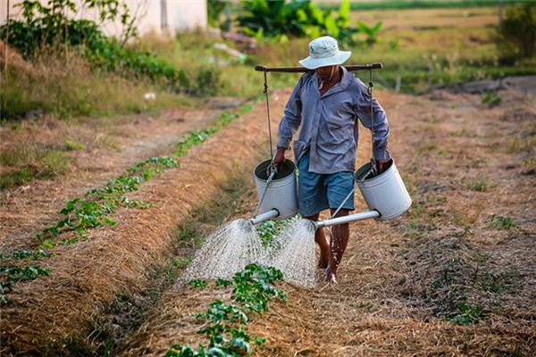 Nằm mơ thấy tưới rau có ý nghĩa gì?